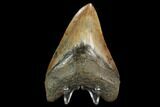 4.56" Fossil Megalodon Tooth - Georgia - #129486-1